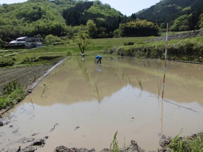 やっぱり！？植え付けは手作業です