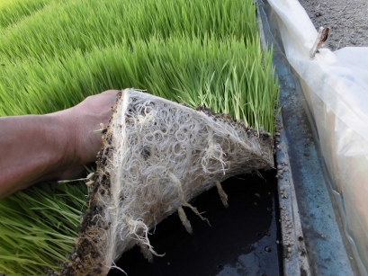 播種後２７日目です