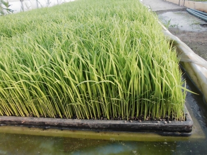 播種後約２０日　植え頃かな？まだちょっと根張が・・・