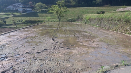 移植完了
早く大きくならないかな～