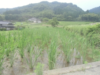 こんなに大きくなりました