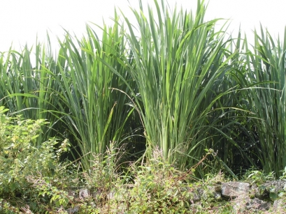 こんなに大きくなりました