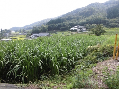 除草剤等使用してないので、雑草が・・・
