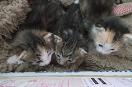 ３匹の赤ちゃん！