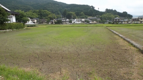 緑色に見え、生えそろったように見えますが半分雑草です。